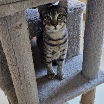 Rescue Domestic Short Hair Cats for Adoption in Midland, Texas - Josephine | PetCurious