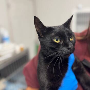 Rescue Domestic Short Hair Cats for Adoption in Akron, New York - Pixie ARC2025-335 | PetCurious