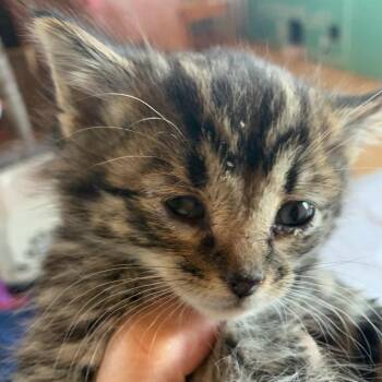 Domestic Short Hair Cats Available for Adoption - Cupcake | PetCurious