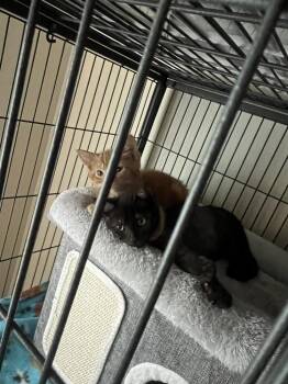Targét -  Domestic Short Hair Cat for Adoption in Topeka, Kansas - Targét | PetCurious