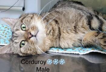 Domestic Short Hair Cats Available for Adoption - Corduroy | PetCurious