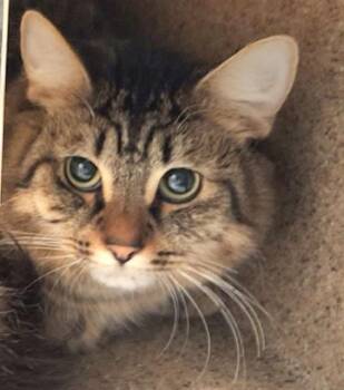 Domestic Long Hair and Domestic Short Hair Cats Available for Adoption - TACO | PetCurious
