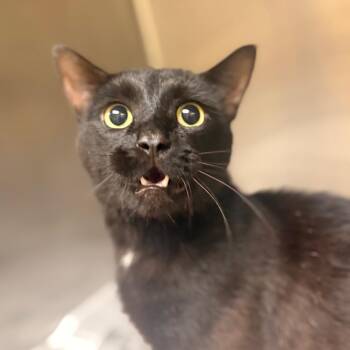 Bankz -  Domestic Short Hair Cat for Adoption in Winston-salem, North Carolina - Bankz | PetCurious