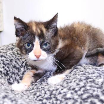 Winona (26-2W-1) -  Domestic Short Hair Cat for Adoption in Rifle, Colorado - Winona (26-2W-1) | PetCurious