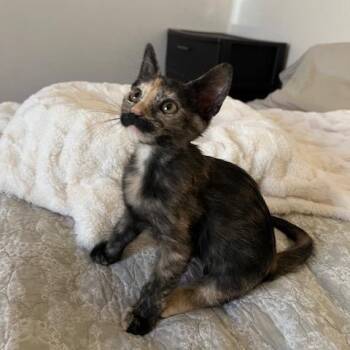 Pistachio Mustachio 54237 -  Domestic Short Hair Cat for Adoption in Las Vegas, Nevada - Pistachio Mustachio 54237 | PetCurious