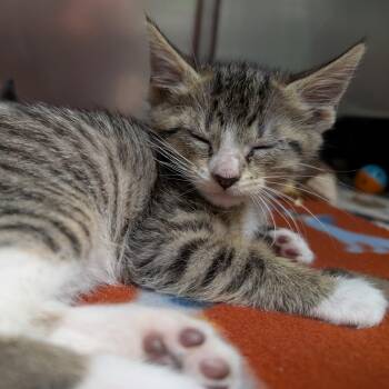 Domestic Short Hair Cats Available for Adoption in Titusville, Florida - Navajo | PetCurious