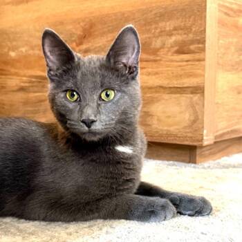 Thaddeus26 -  Manx Cat for Adoption in Youngsville, North Carolina - Thaddeus26 | PetCurious