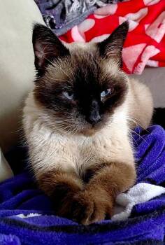 Siamese and Domestic Short Hair Cats Available for Adoption - Bernie | PetCurious