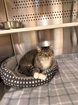 Daisy May -  Domestic Short Hair Cat for Adoption in Fayetteville, Arkansas - Daisy May | PetCurious