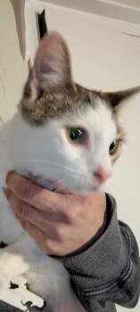 Humpty -  Domestic Short Hair Cat for Adoption in Cromwell, Kentucky - Humpty | PetCurious