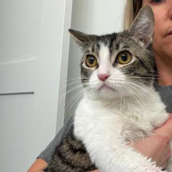 Domestic Short Hair Cats Available for Adoption - D