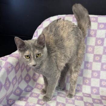 Domestic Short Hair Cats Available for Adoption - Daphne | PetCurious
