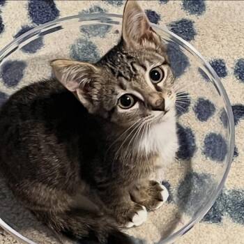 Figgy -  Domestic Short Hair Cat for Adoption in Inman, South Carolina - Figgy | PetCurious