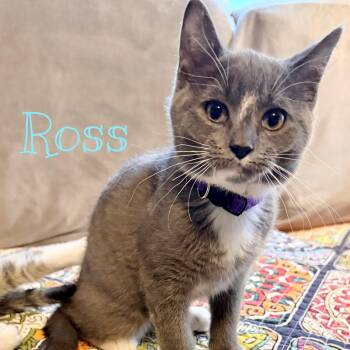 Domestic Short Hair Cats Available for Adoption in Syracuse, New York - Ross | PetCurious