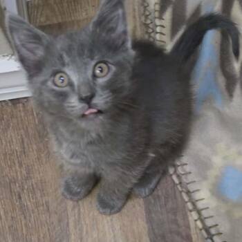 Domestic Short Hair Cats Available for Adoption in Bentonville, Arkansas - Julien | PetCurious