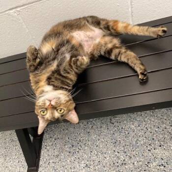 Domestic Short Hair Cats Available for Adoption in Dayton, Ohio - Molly | PetCurious