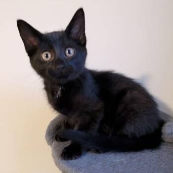 Cinder -  Domestic Short Hair Cat for Adoption in Grand Rapids, Michigan - Cinder | PetCurious