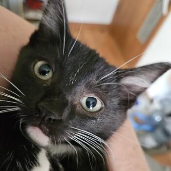 Domestic Medium Hair Cats Available for Adoption in Madison, Wisconsin - Dewey | PetCurious
