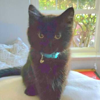 FIDDICH -  Domestic Medium Hair Cat for Adoption in Campbell River, British Columbia - FIDDICH | PetCurious