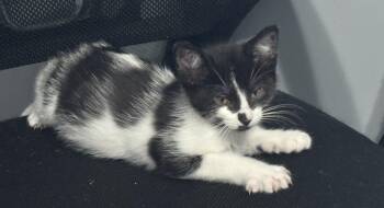 Brinley -  Domestic Short Hair Cat for Adoption in Macomb, Michigan - Brinley | PetCurious