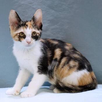 Thumbelina -  Calico and Extra Toes Cat Hemingway Polydactyl Cat for Adoption in Maynardville, Tennessee - Thumbelina | PetCurious