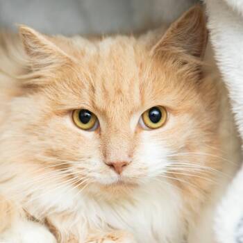 Domestic Long Hair Cats Available for Adoption - Sweet Potato | PetCurious