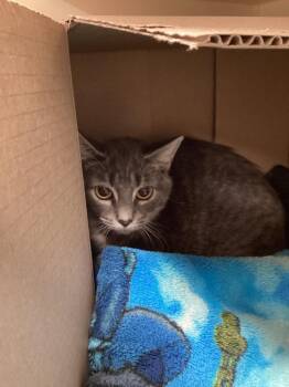 Miss Girl -  Domestic Short Hair Cat for Adoption in Bloomington, Indiana - Miss Girl | PetCurious