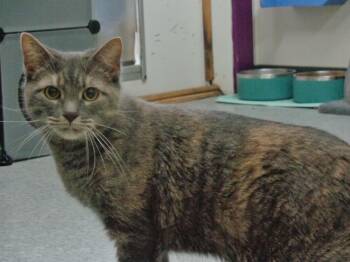 Rescue Tiger Cats for Adoption in Delhi, New York - FLORA | PetCurious