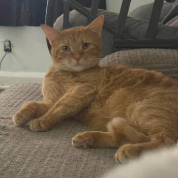 Domestic Short Hair Cats Available for Adoption - Thomas | PetCurious