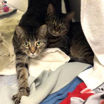 Lily and Blue -  Domestic Short Hair Cat for Adoption in Pittsburgh, Pennsylvania - Lily And Blue | PetCurious