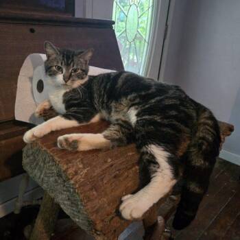 Raoul -  Tabby and Domestic Short Hair Cat Available for Adoption in Knoxville, Tennessee - Raoul | PetCurious