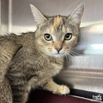 Domestic Short Hair Cats Available for Adoption in Washington, District Of Columbia - Jill | PetCurious