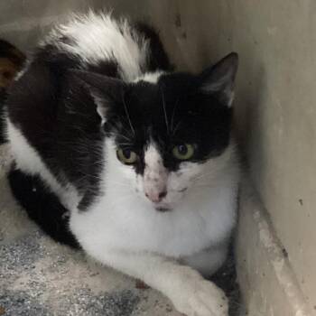 Mama cat -  Domestic Short Hair Cat for Adoption in Montgomery, Alabama - Mama Cat | PetCurious