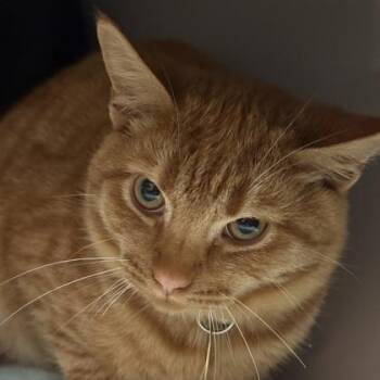 Nosferatu -  Domestic Short Hair Cat for Adoption in Lansing, Michigan - Nosferatu | PetCurious