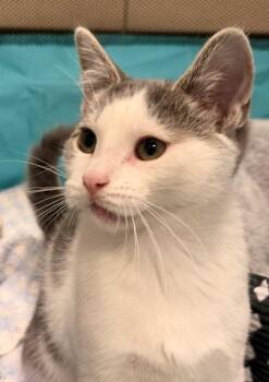 Ferris -  Domestic Short Hair Cat for Adoption in Ladysmith, Wisconsin - Ferris | PetCurious