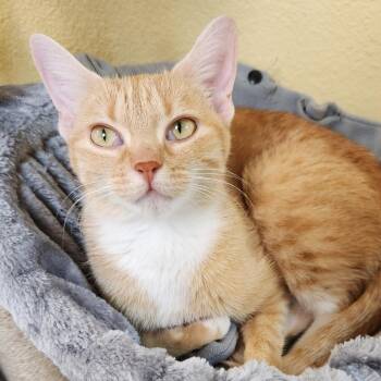 Domestic Short Hair Cats Available for Adoption - Violet | PetCurious