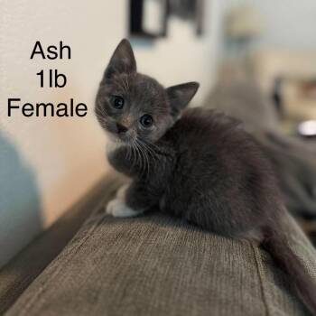 Ash -  Domestic Short Hair Cat for Adoption in Buellton, California - Ash | PetCurious