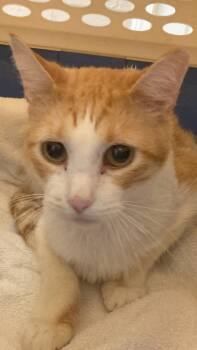 Buddy The Cat -  Domestic Short Hair Cat for Adoption in Kansas City, Missouri - Buddy The Cat | PetCurious