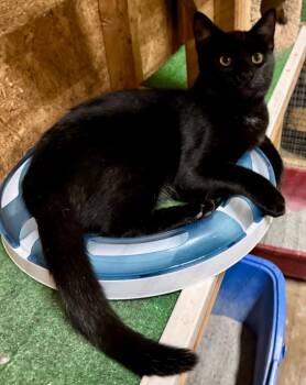Ravenpaw -  Domestic Short Hair Cat for Adoption in Centerville, Georgia - Ravenpaw | PetCurious