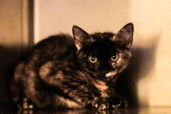 Marble -  Domestic Short Hair Cat for Adoption in Dothan, Alabama - Marble | PetCurious