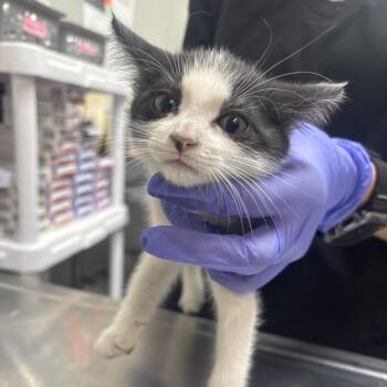 Gracie -  Domestic Short Hair Cat for Adoption in Clanton, Alabama - Gracie | PetCurious