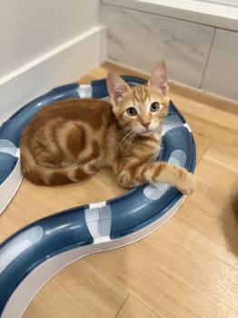 Griffin Jr. and Cole -  Domestic Short Hair Cat for Adoption in New York, New York - Griffin Jr. And Cole | PetCurious