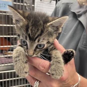 Zillie -  Domestic Short Hair Cat for Adoption in Port Charlotte, Florida - Zillie | PetCurious