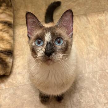 Lyla -  Siamese Cat for Adoption in Lakewood, California - Lyla | PetCurious