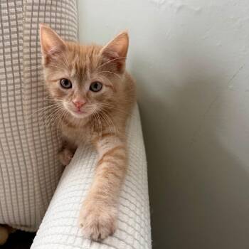 Copper -  Domestic Short Hair Cat for Adoption in Buffalo, Minnesota - Copper | PetCurious