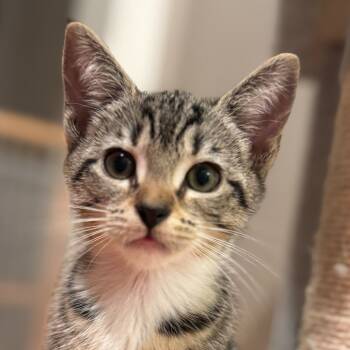 Rescue Domestic Short Hair Cats for Adoption in Cumming, Georgia - Mila 2 | PetCurious