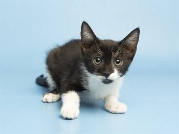 CABBAGE -  Domestic Short Hair Cat for Adoption in Phoenix, Arizona - CABBAGE | PetCurious