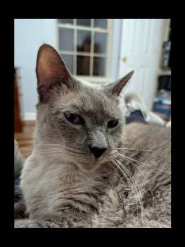 Phoebe -  Siamese Cat for Adoption in Corydon, Indiana - Phoebe | PetCurious