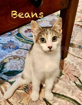 Rescue Domestic Short Hair Cats for Adoption in Reston, Virginia - Beans | PetCurious