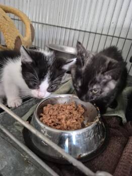 Rescue American Shorthair Cats for Adoption in Manhattan Beach, California - Racky Raccoon Kitty And Ms. Helmet | PetCurious